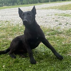 Meet your Posher, Ronnie